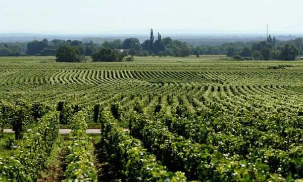 Morning Excursion to the Côte de Beaune-photo