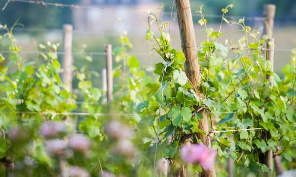 Visite guidée caves Pommery-photo