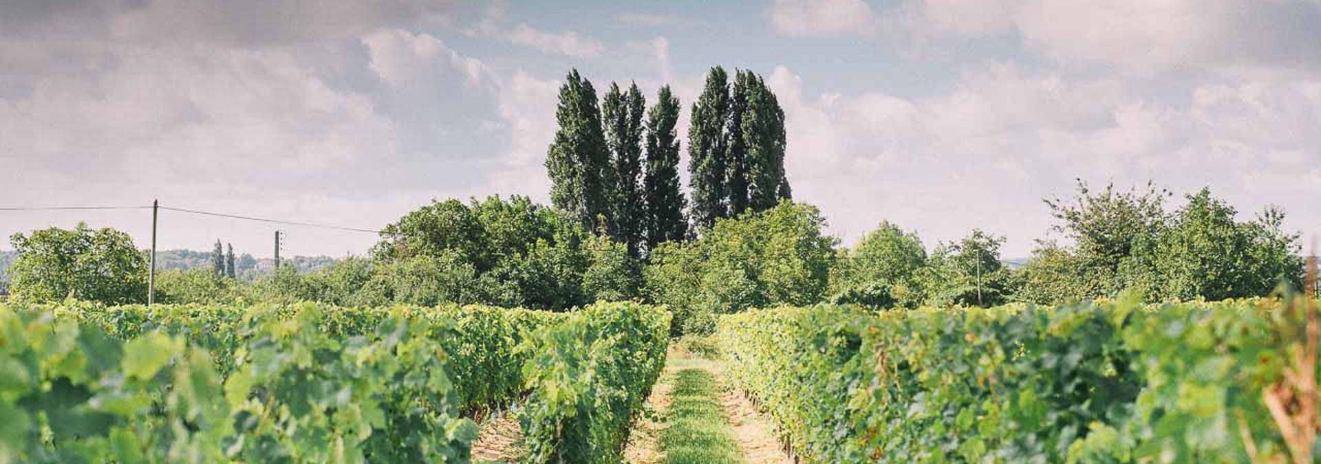 Domaine de Noiré, Rue des Vignerons