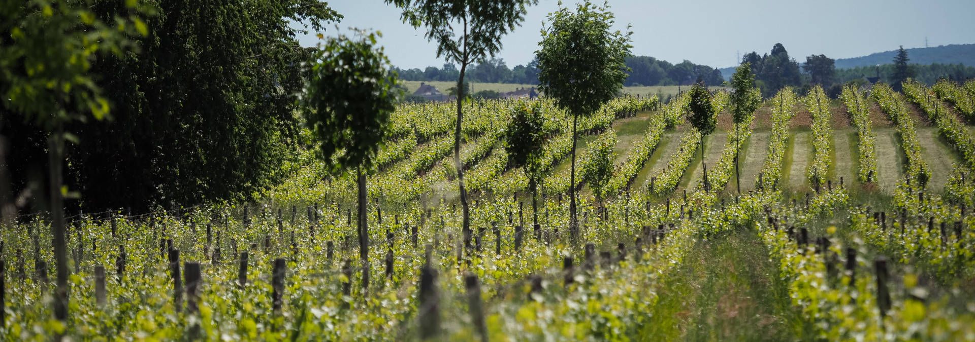 Domaine de la Chevalerie - Rue des Vignerons