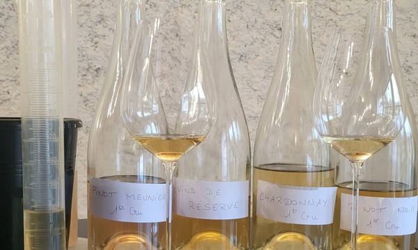 Introducción a la cata de vinos claros-photo