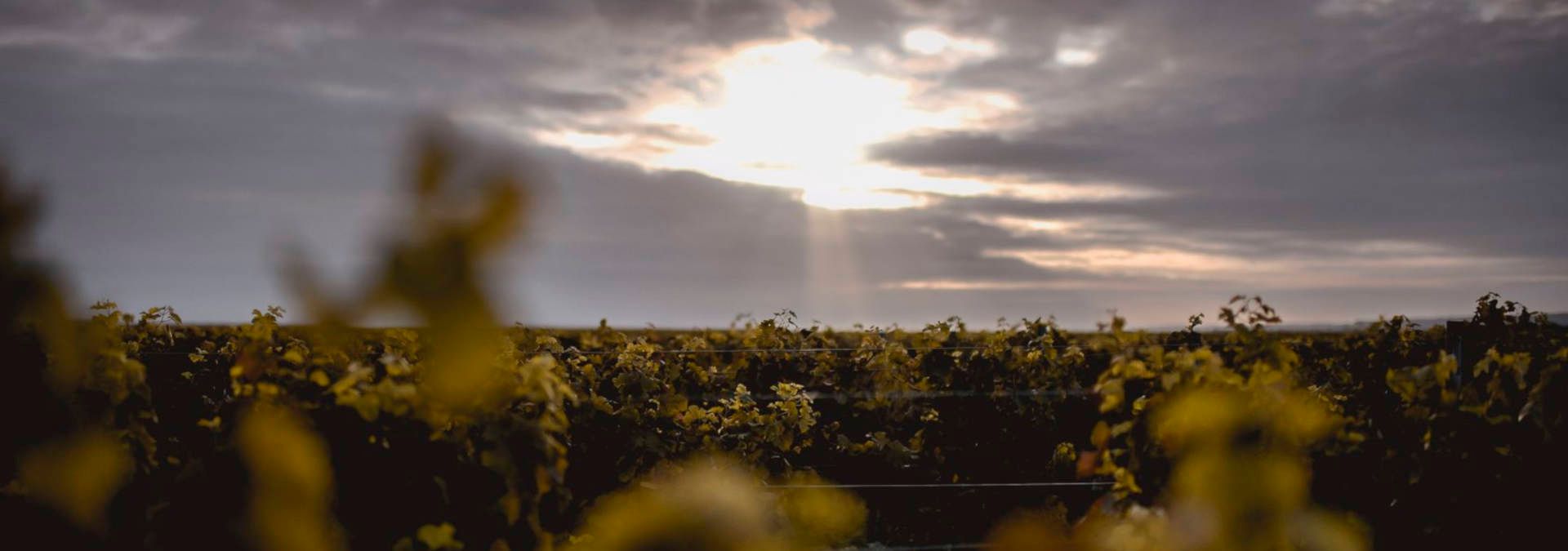 Domaine de la Bouche du Roi - Rue des Vignerons