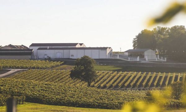 From the vineyard to the Distillery-photo