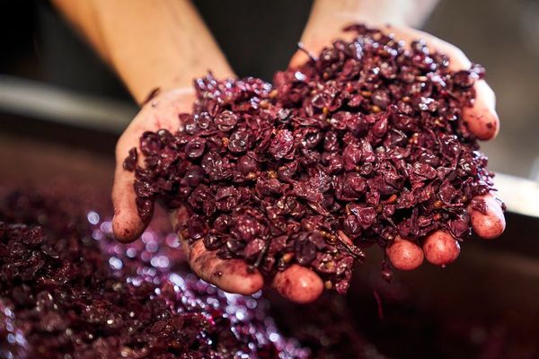 Comme aux vendanges-photo