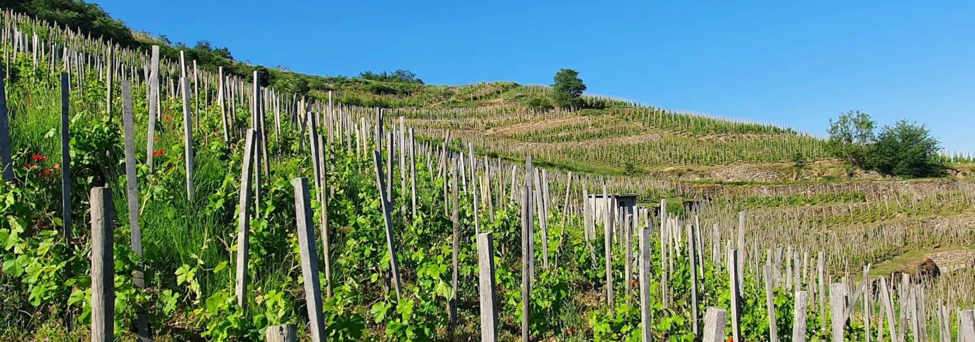 Domaine Romain d'Aniello - Rue des Vignerons