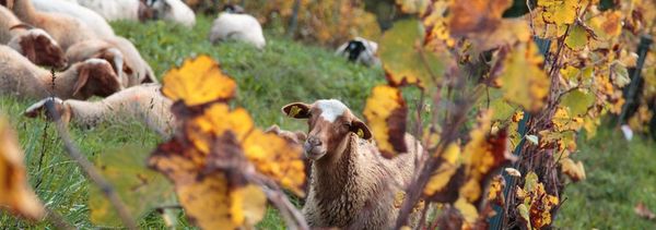 Visite complète du domaine & dégustation-photo