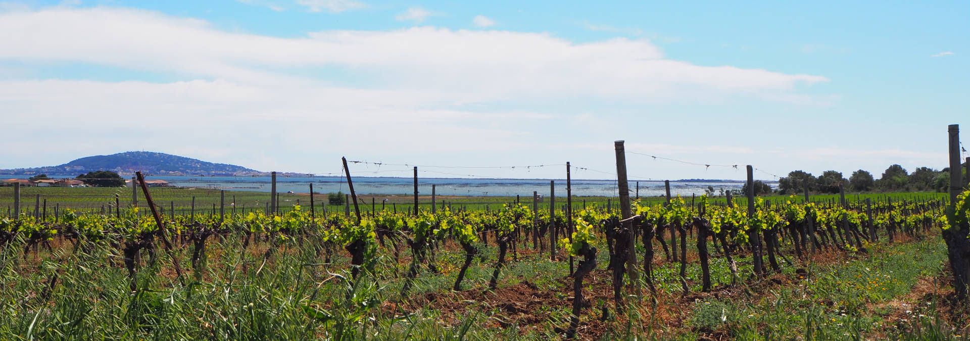 Domaine de Belle Mare - Rue des Vignerons