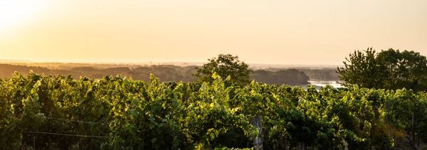 From vine to glass, enjoy the winegrowing experience-photo