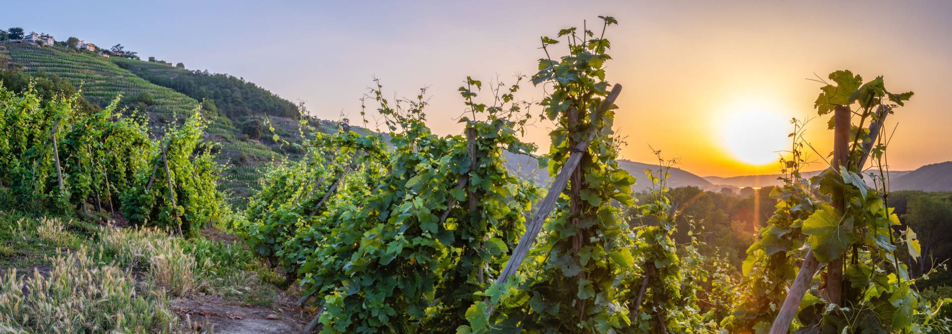 Domaine Rémi et Robert Nero - Rue des Vignerons 