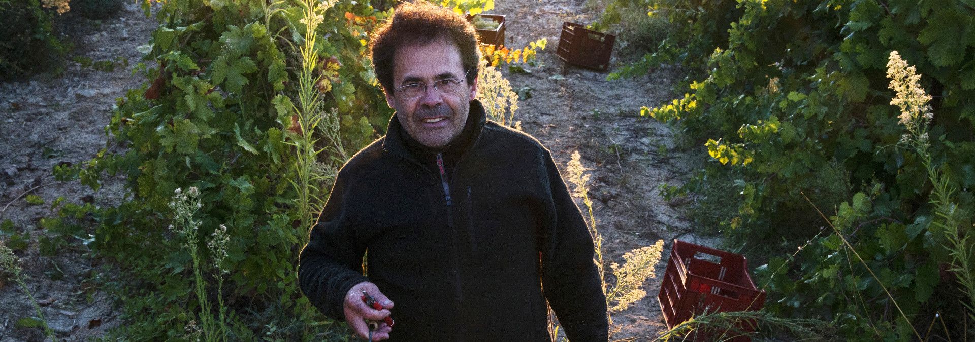 Villa Minna Vineyard -  Rue des Vignerons