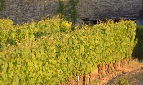 Malbec ontdekken in het hart van Cahors-photo