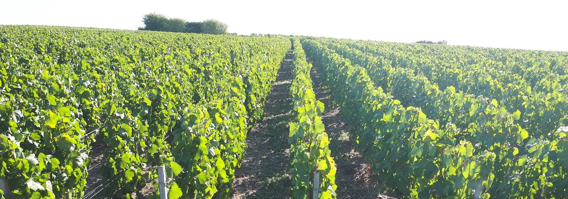 Champagne Charbonnier - Rue des Vignerons