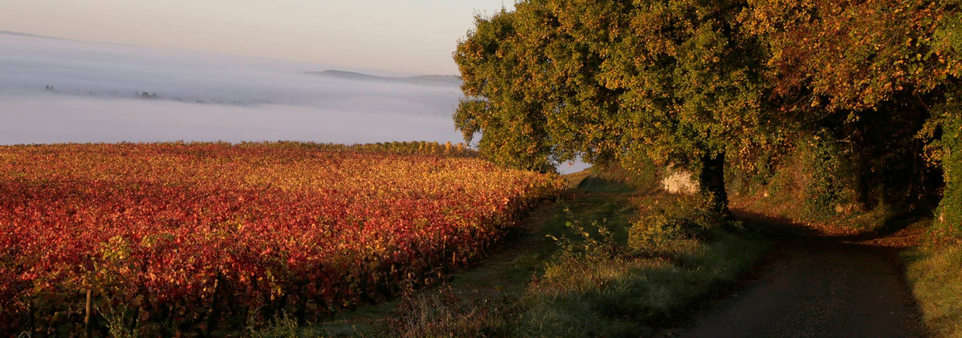 Domaine Antoine Olivier - Rue des Vignerons