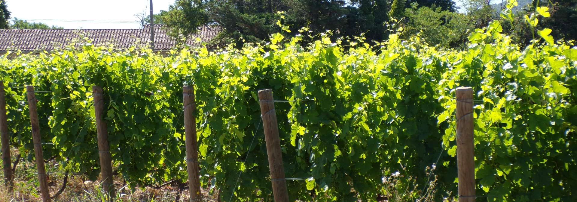 Domaine Saint Clair - Rue des Vignerons