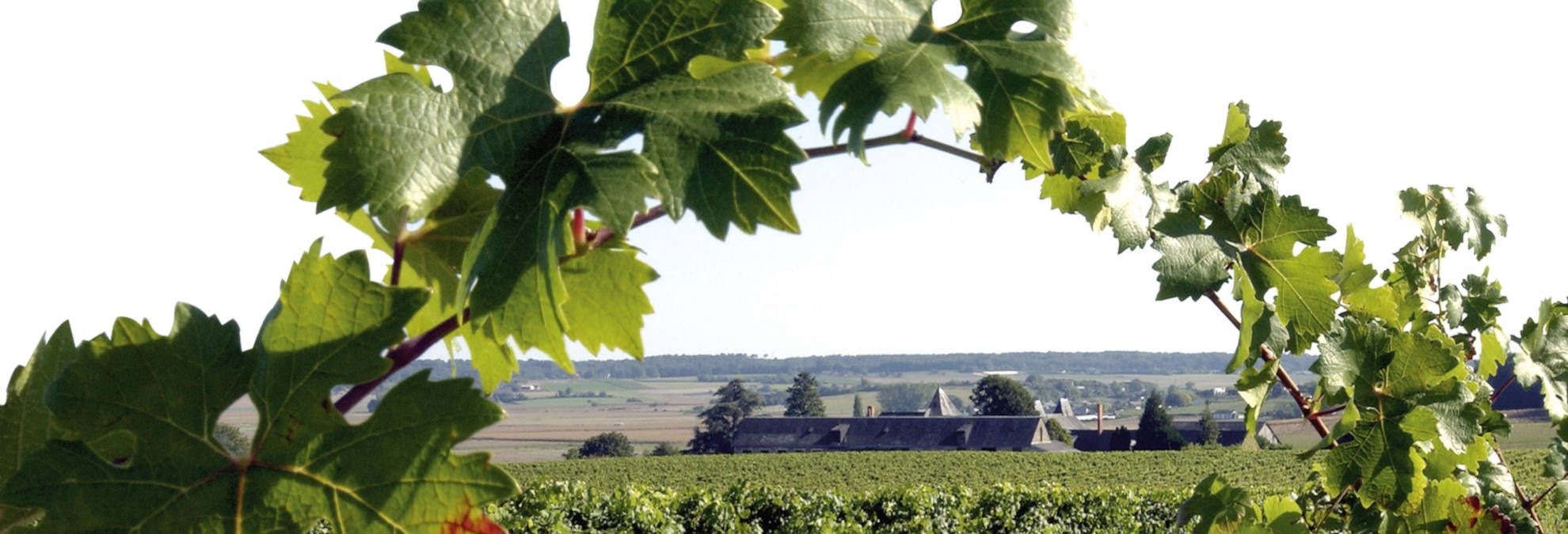 Domaine de Bois Mozé - Rue des Vignerons