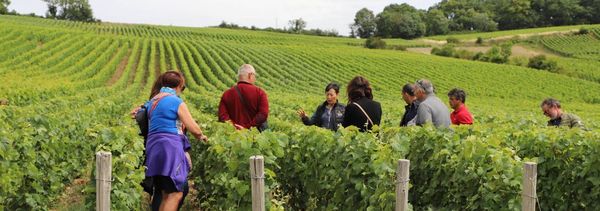 Immersion Vigneronne-photo