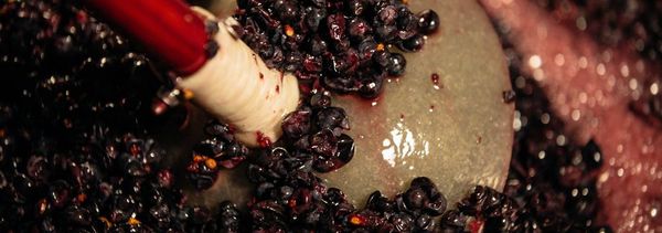 Inleiding tot Pinot Noir en begeleide proeverij-photo
