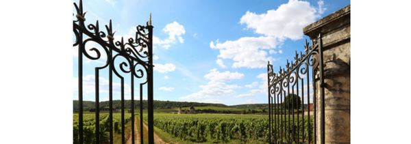 Introduction to Burgundy through 5 wines-photo