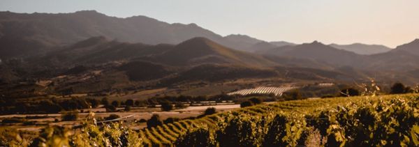 In the winemaker’s footsteps-photo