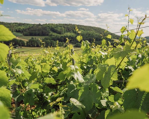 Un momento naturale-photo