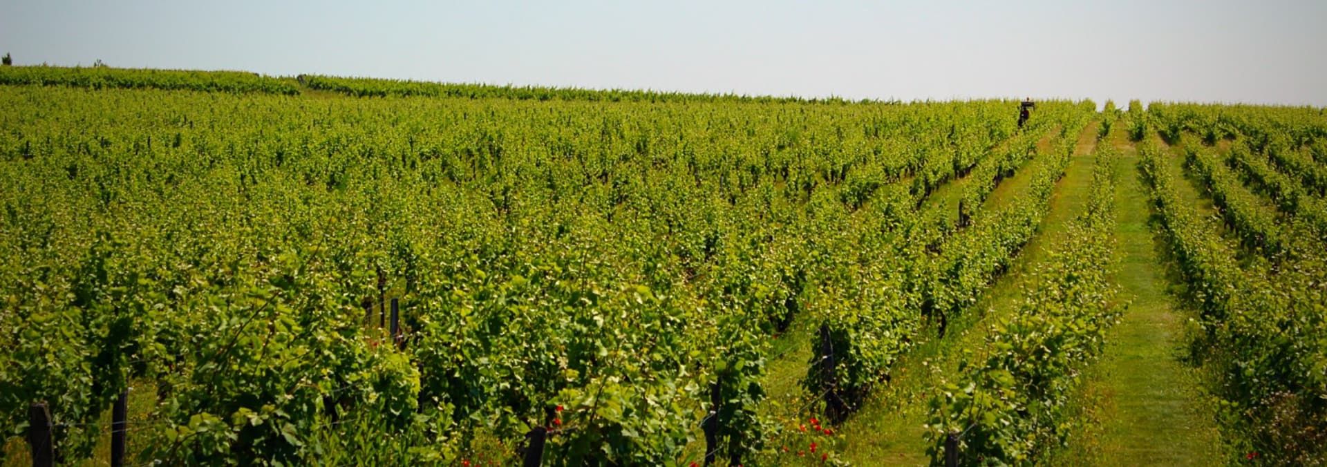 Domaine de l'Enchantoir - Rue des Vignerons