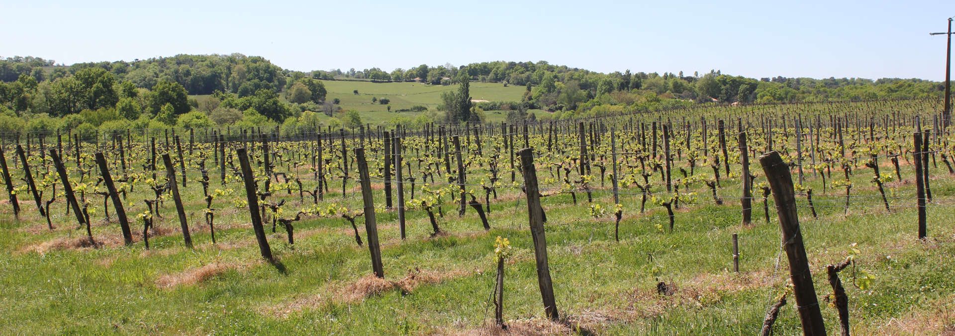 Château de Camarsac - Rue des Vignerons