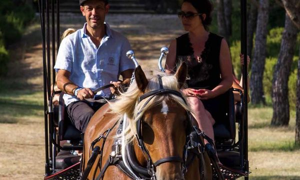Guided tour in a horse-drawn carriage-photo