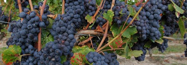 Auf der Entdeckung von Weinen aus nicht gepfropften Reben-photo