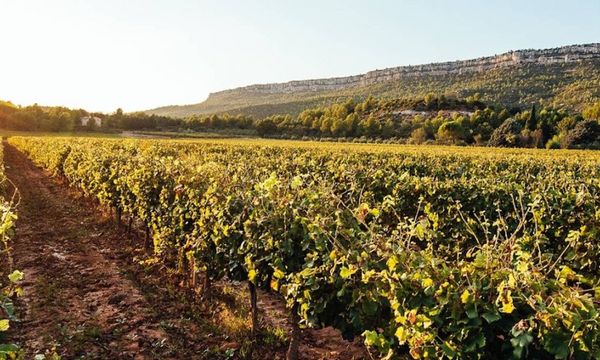 Vine & Wine Immersion-photo