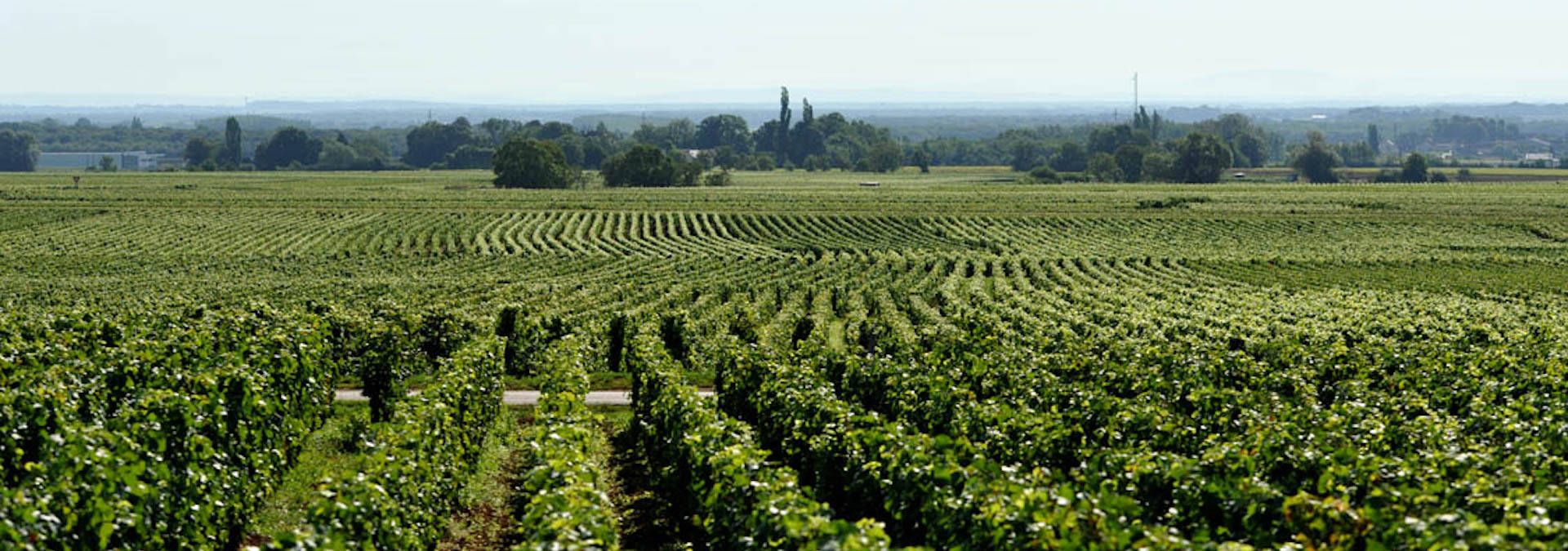 Authentica Tours - Rue des Vignerons