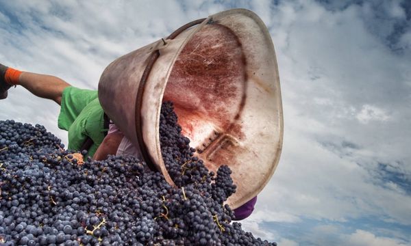 Weinleser für einen Tag - 27. September 2025-photo