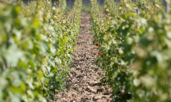 Visite & dégustation de 3 Champagnes-photo