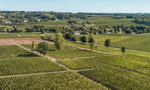 De la tierra a la uva, de la uva al vino