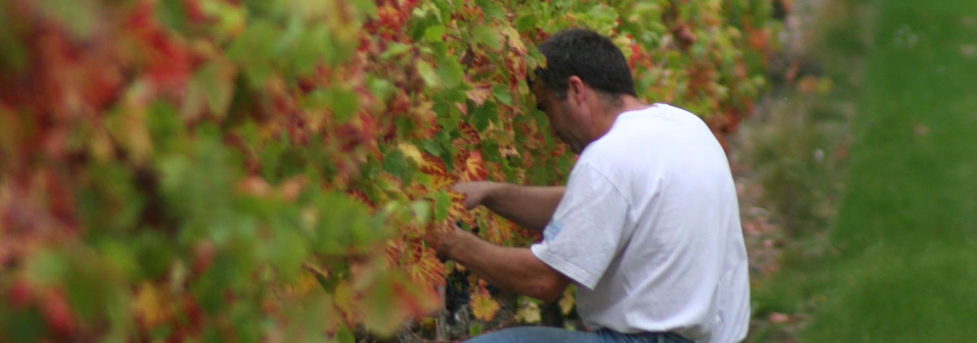 Domaine Pierre Jautrou - Rue des Vignerons