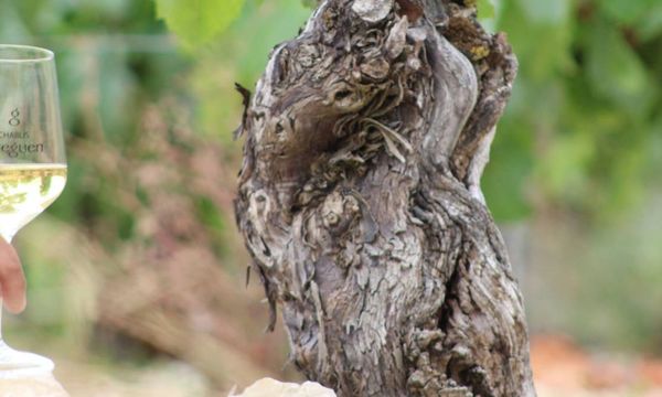 Tasting in the Chablis vineyards-photo