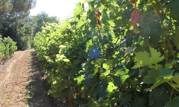 Wandelpad door onze wijngaarden-photo