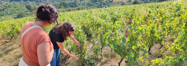 Become a winegrower for a day!-photo