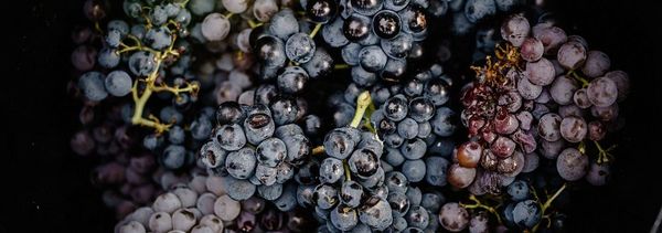 Von der Rebe zum Glas-photo