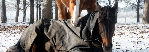 Découverte des animaux et dégustation de 3 cuvées-photo