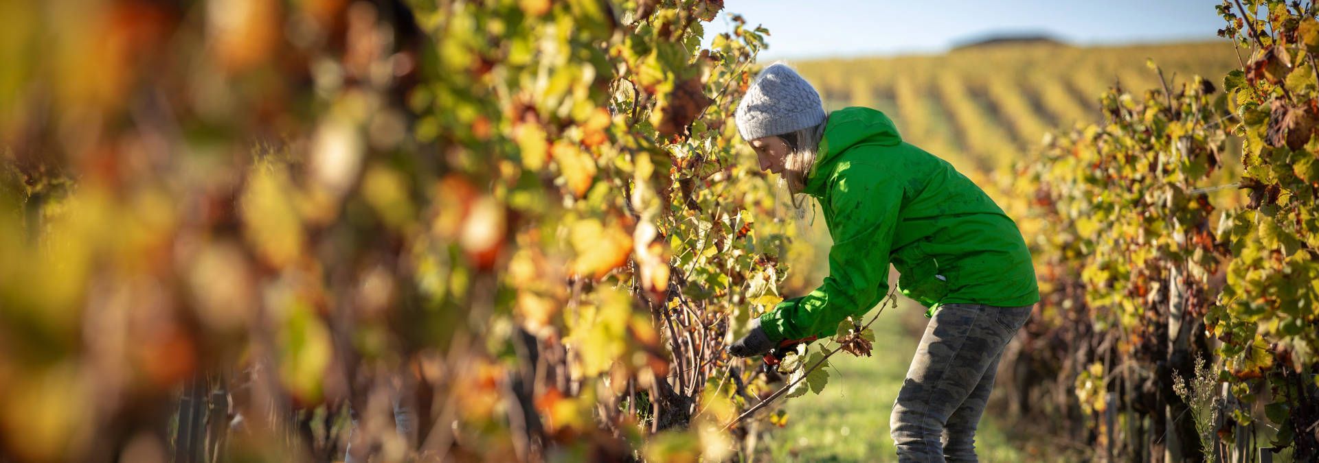 Clos Haut-Peyraguey - Rue des Vignerons