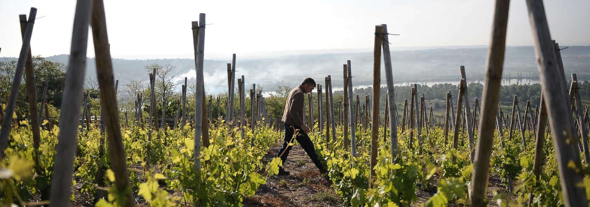 Les Vins de Vienne - Rue des Vignerons