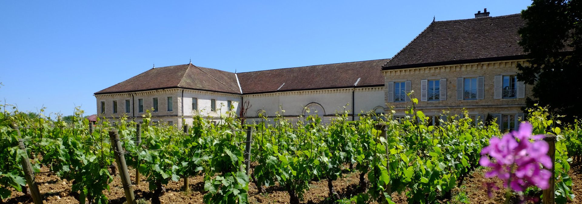 chateau de chassagne montrachet domaine famille picard - Rue des Vignerons