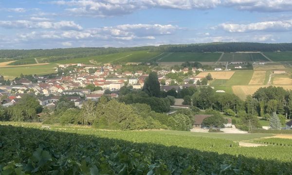 Clos Bidaut, de la Vigne à la Cave-photo