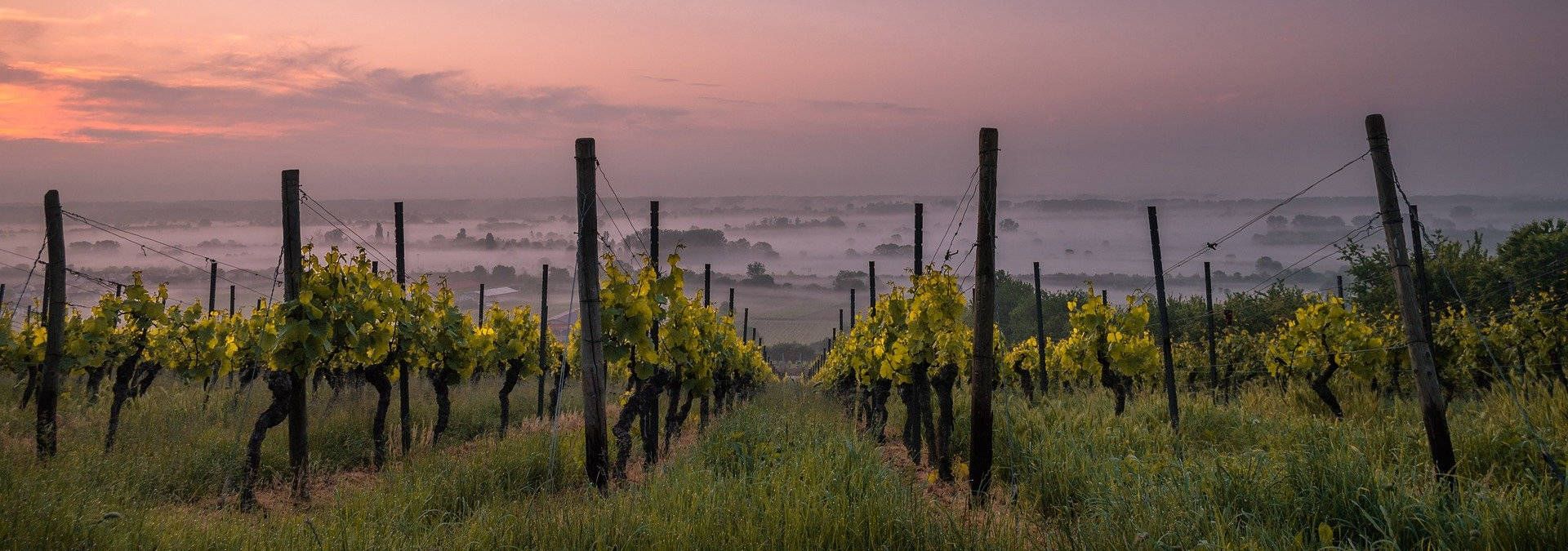Vineyard Pelletant - Rue des Vignerons