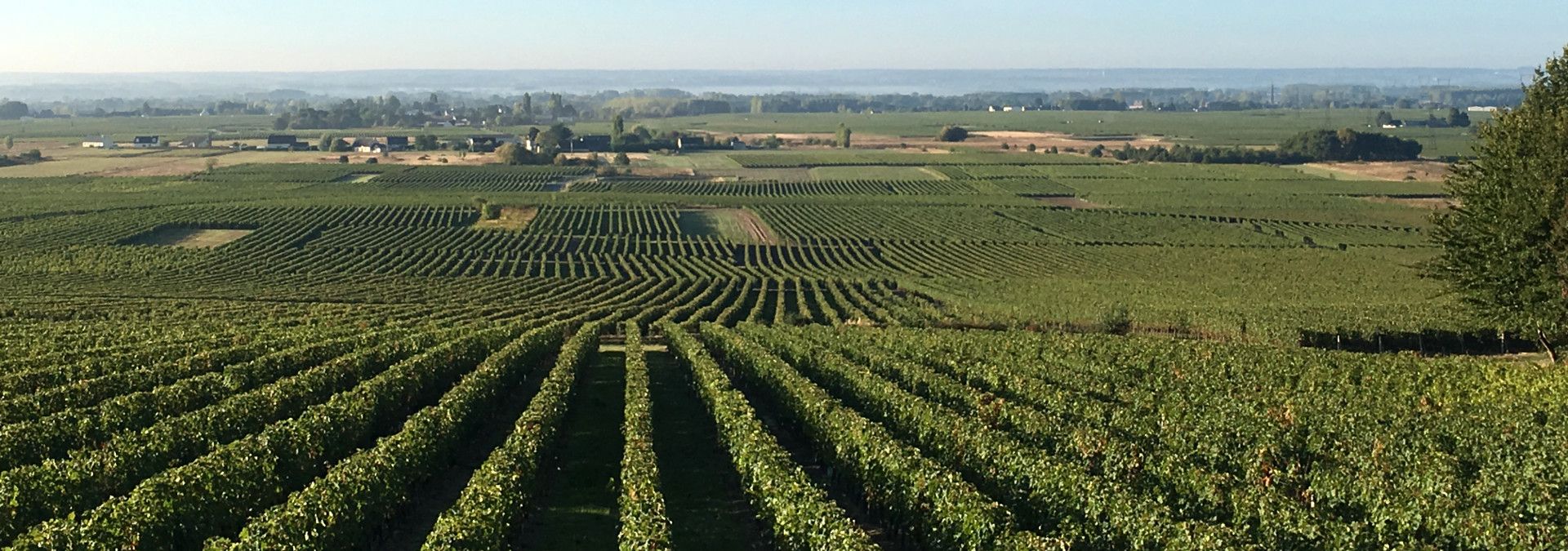 Domaine Joel Taluau &amp; Thierry Foltzenlogel - Rue des Vignerons
