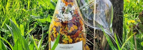 Vineyard walk: from the vine to the press!-photo