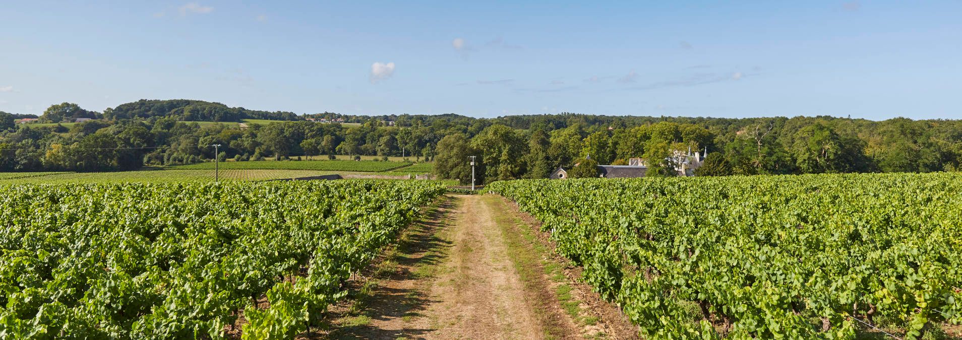 Vignobles Günther-Chereau - Rue des Vignerons