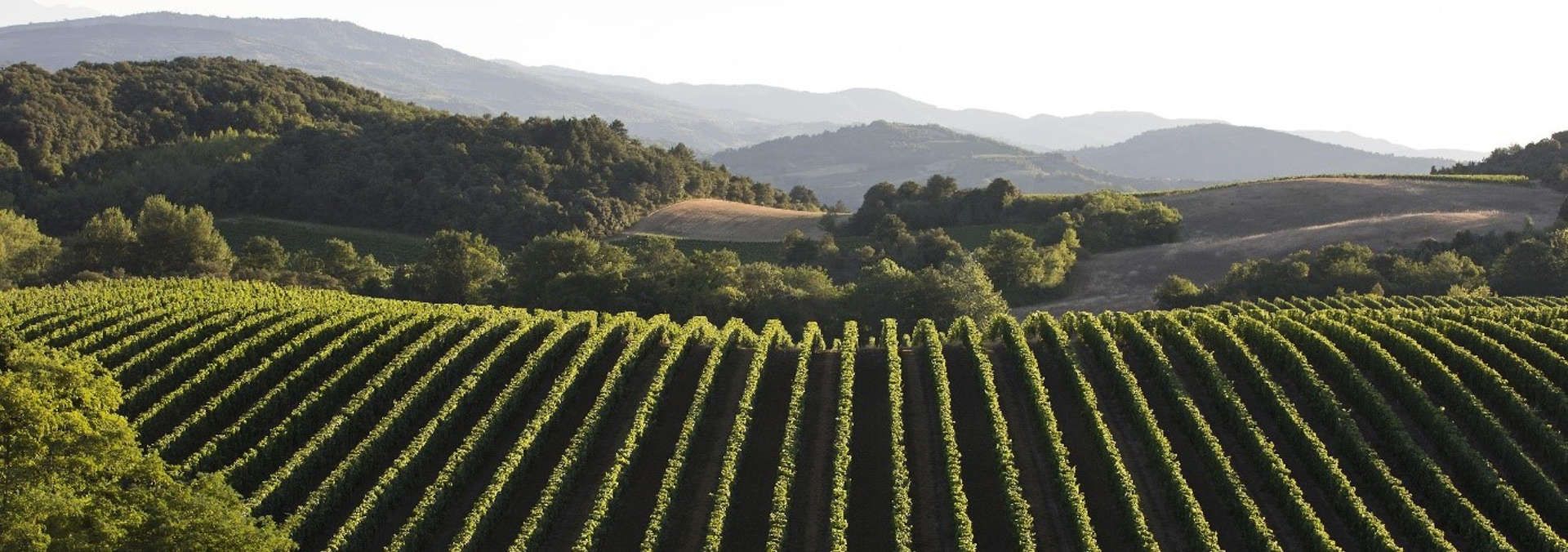 Domaine de Baronarques - Rue des Vignerons