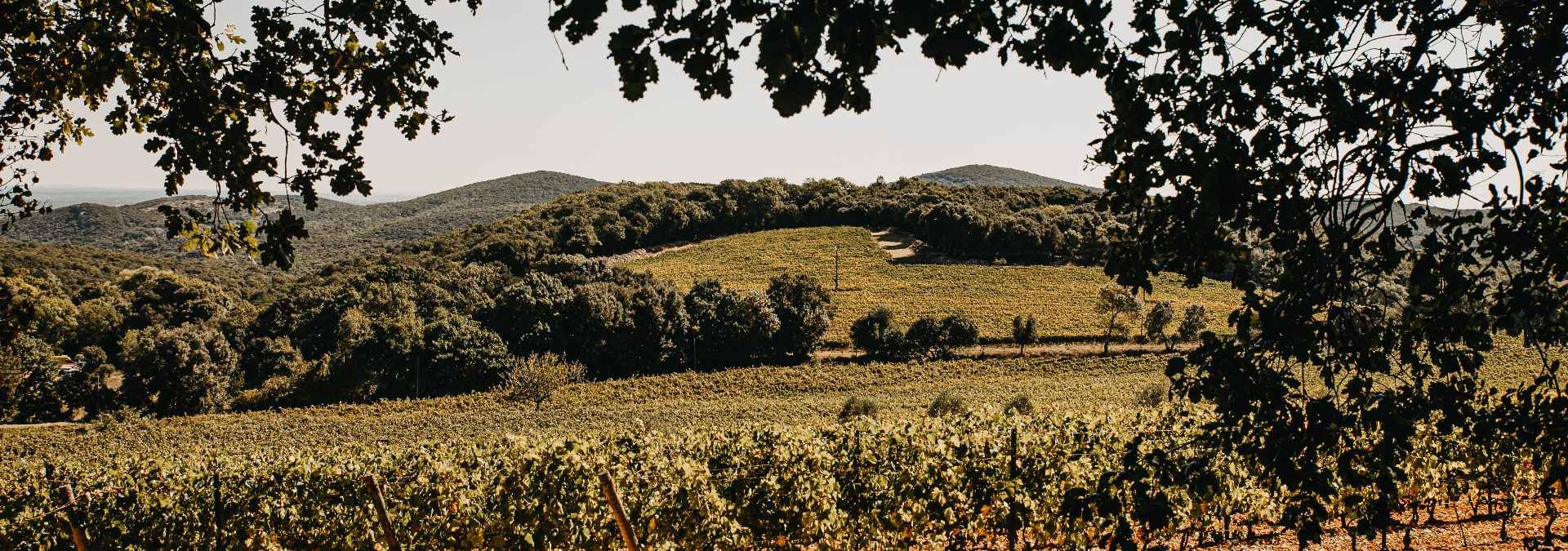 Château Bas d'Aumelas - Rue des Vignerons