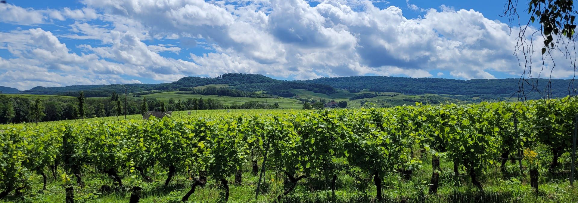Domaine Maire et Fils - Rue des Vignerons